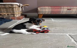 Jack Russell dogs for sale: Jack Russell Puppies  - Image 6