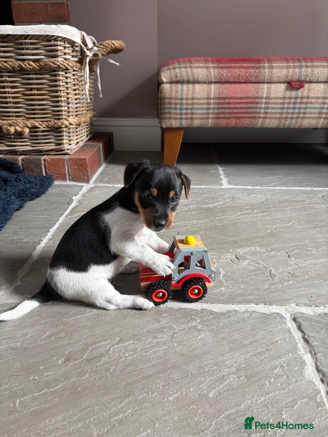 Jack Russell dogs for sale: Jack Russell Puppies  - Image 6