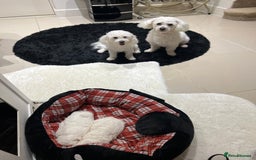 Bichon Frise dogs for sale: Pure Bichon Frise - Image 7