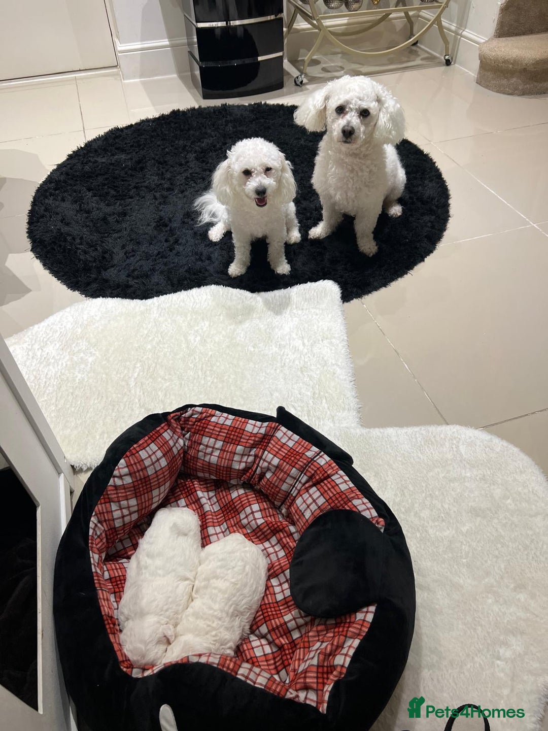 Bichon Frise dogs for sale: Pure Bichon Frise - Image 7