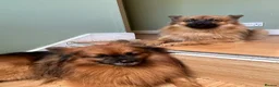 Pomeranian dogs for sale: Two Pomeranians for sale (together)  - Advert 3