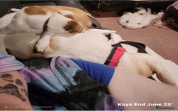 Mixed Breed dogs for adoption: Kaya, 2 years approx. Available for adoption. in Brixham - Image 10