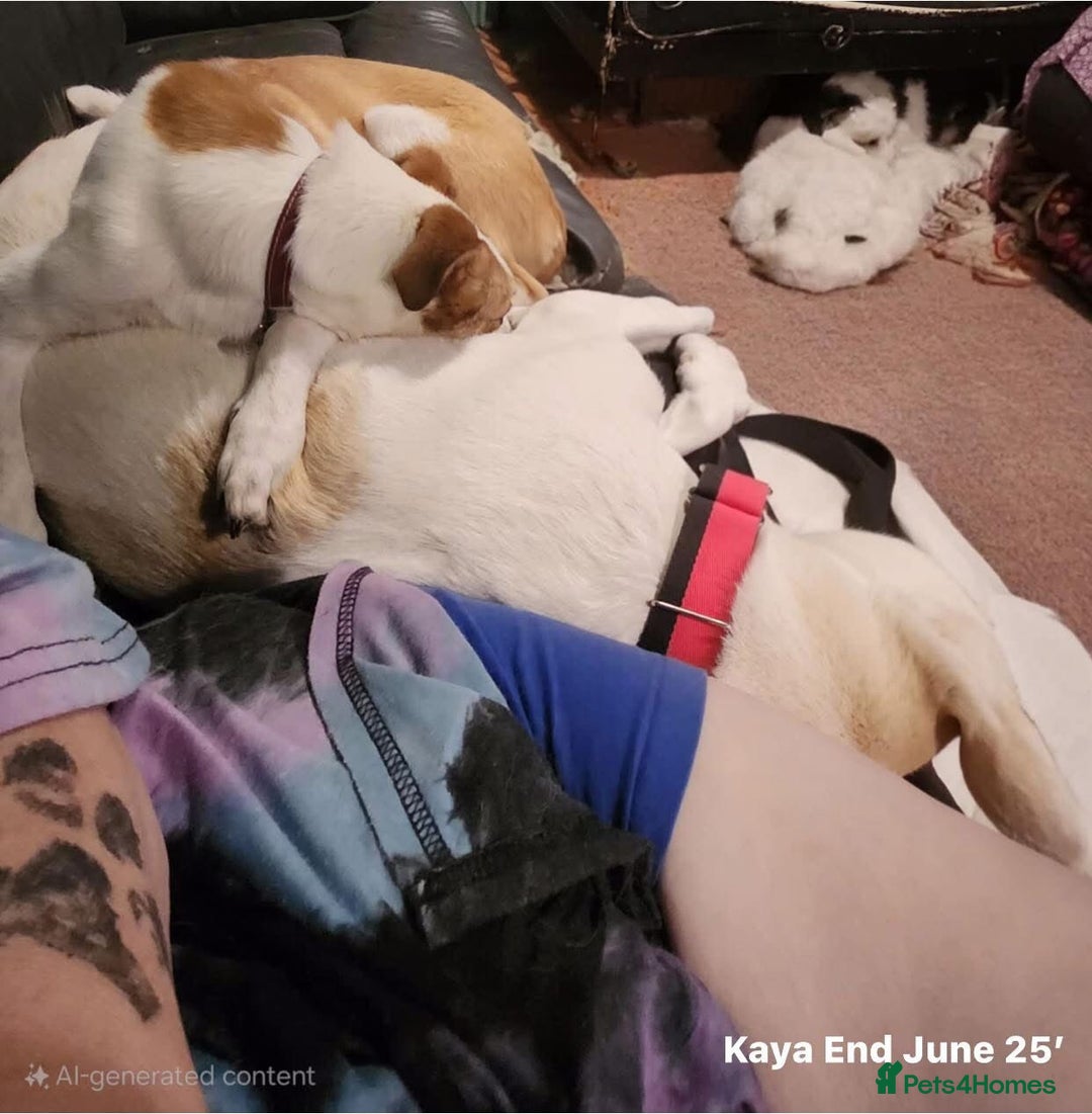 Mixed Breed dogs for adoption: Kaya, 2 years approx. Available for adoption. in Brixham - Image 10