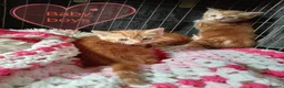 Mixed Breed cats for sale: Ginger kittens 3 girls 3 boys - Advert 6