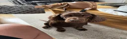 Cocker Spaniel dogs for stud: 5 year old cocker spaniel for stud in Gateshead - Advert 4