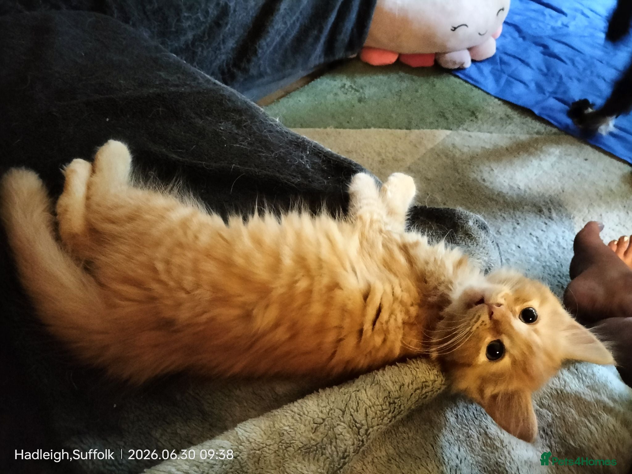 Mixed Breed cats Dog and hoover proof, fluffy little boy*ready now* - Advert 2