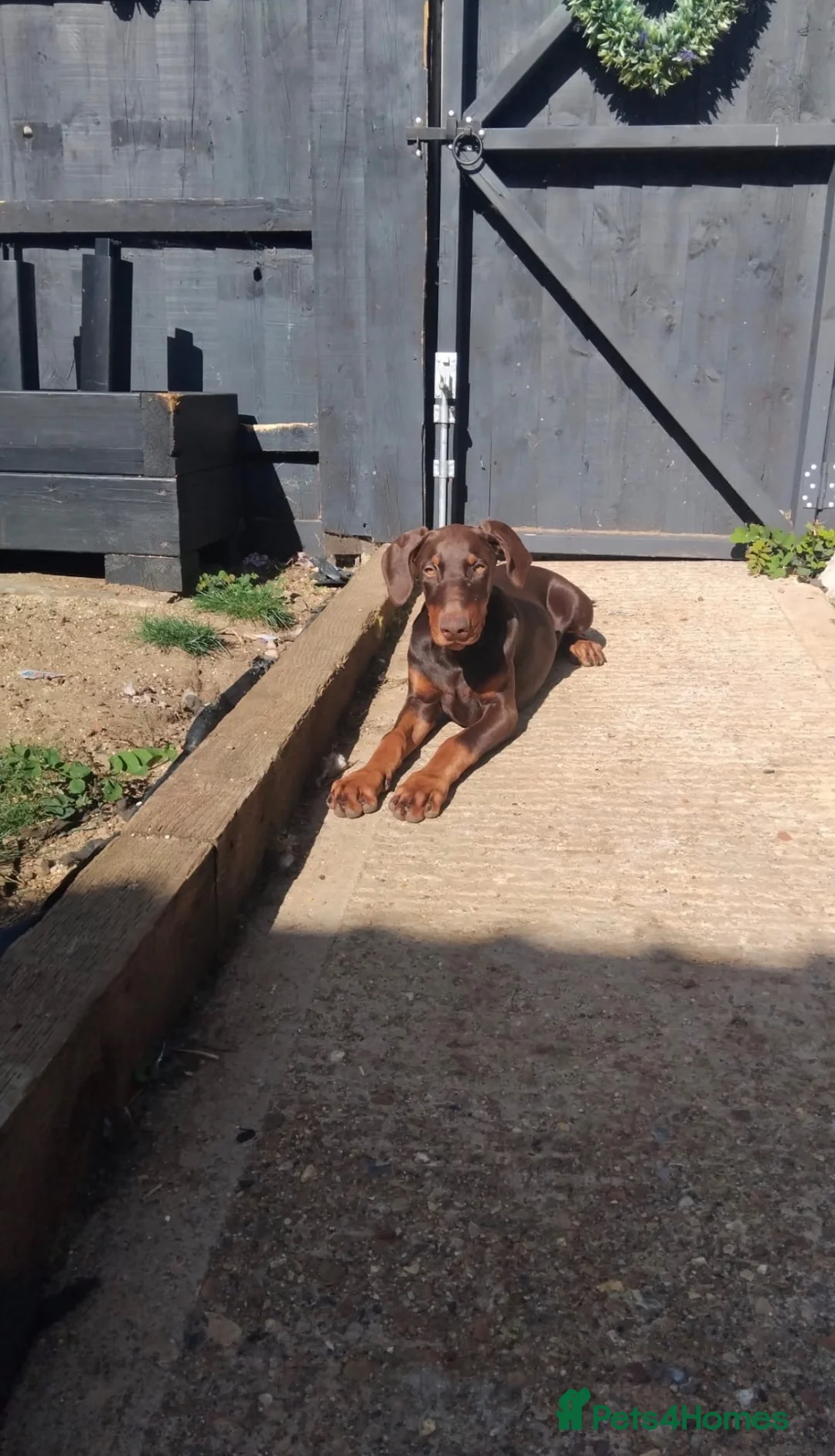 Dobermann dogs for sale: Female Dobermann  in Cambridge - Advert 5