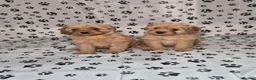 Cavapoo dogs for sale: Dna Health Tested F1 Cavapoo puppies - Advert 11