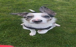 Border Collie dogs for sale: FREE! Urgent appeal - Give dog a second chance - Advert 2