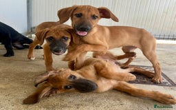 Mixed Breed dogs for adoption: Olive (Hound/Shepherd mix) - Image 18