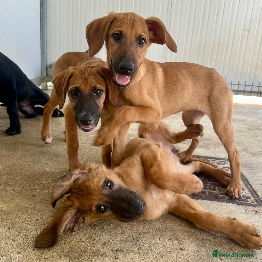 Mixed Breed dogs for adoption: Olive (Hound/Shepherd mix) - Image 18