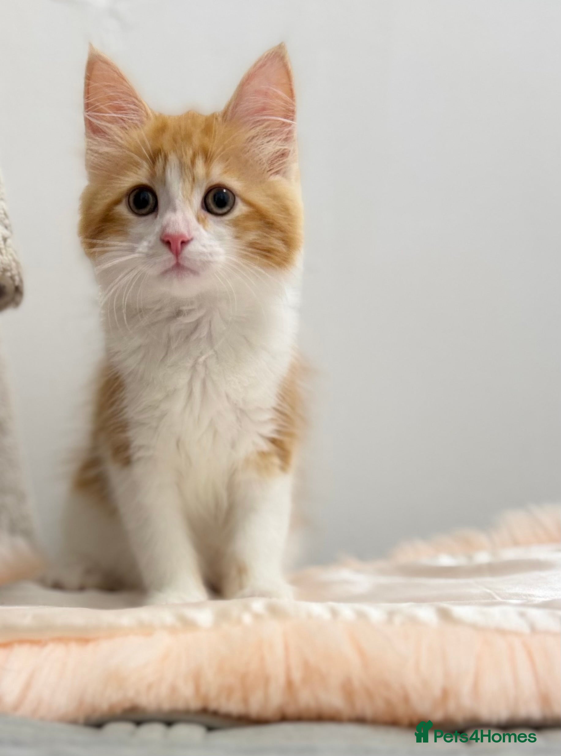 Mixed Breed cats British shorthair cross ragdoll  - Advert 2