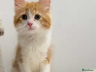 Mixed Breed cats British shorthair cross ragdoll - Advert 2