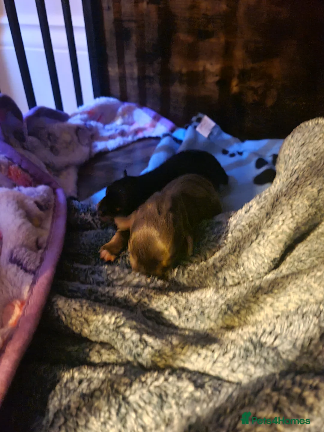 Chiweenie dogs for sale: Chihuaha X Dachshund - Advert 2