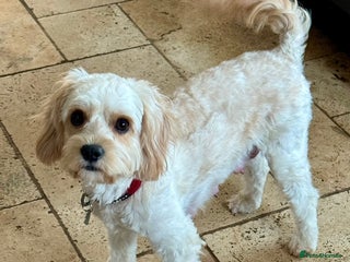 Cavapoo dogs F1 cavapoo - Advert 1