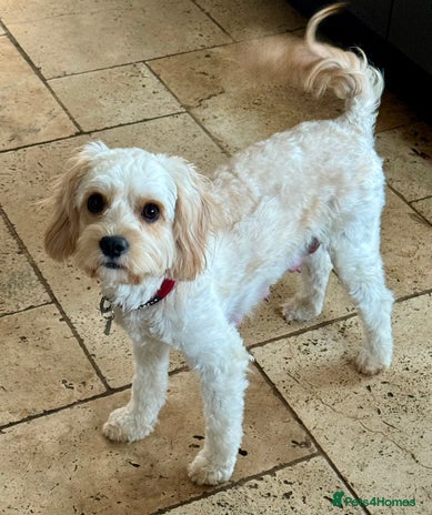 Cavapoo dogs F1 cavapoo - Advert 1