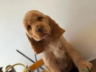 Cocker Spaniel dogs Show type cocker spaniels - Advert 1