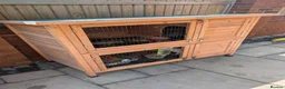 Mixed Breed rabbits for sale: 2 x male bonded rex x lop rabbits with hutch  - Advert 3