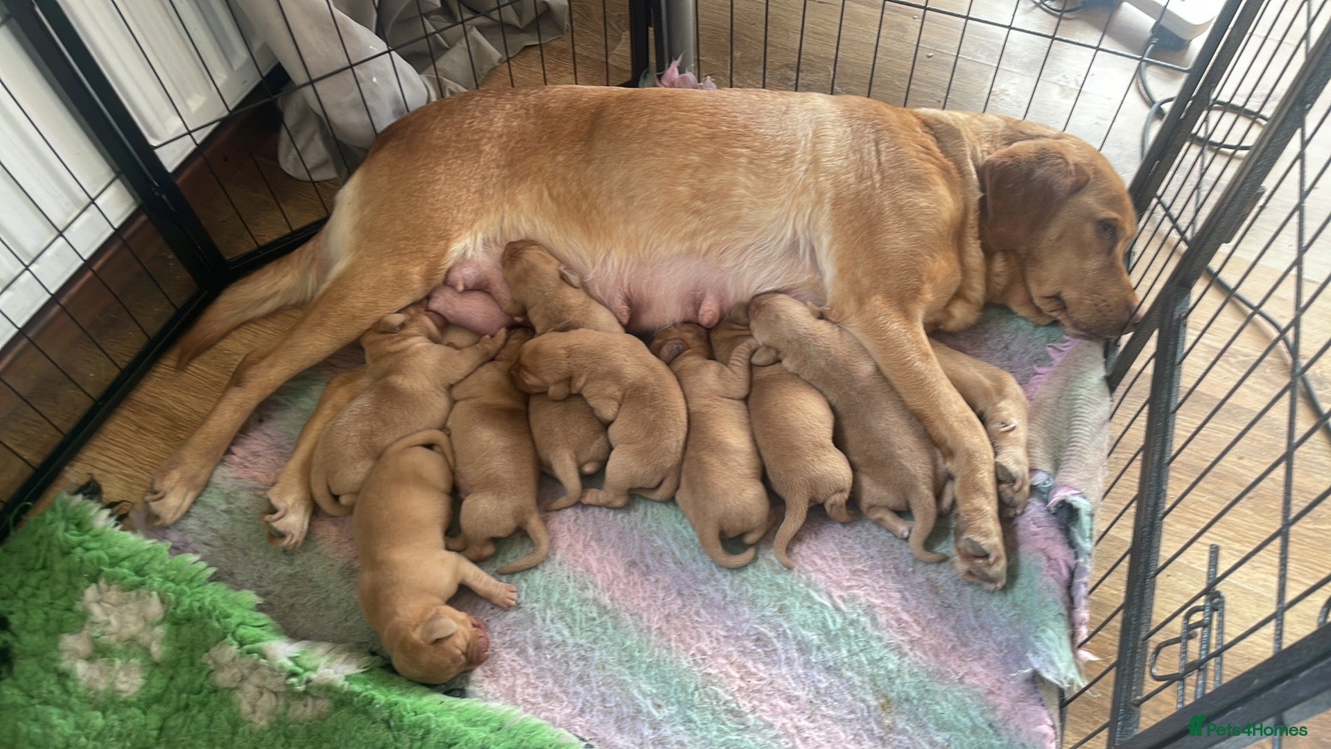 Labrador Retriever dogs Labrador puppies KC health tested parents  - Advert 3