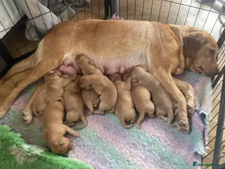 Labrador Retriever dogs Labrador puppies KC health tested parents - Advert 3