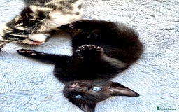 Mixed Breed cats for sale: 4 gorgeous kittens - Image 14