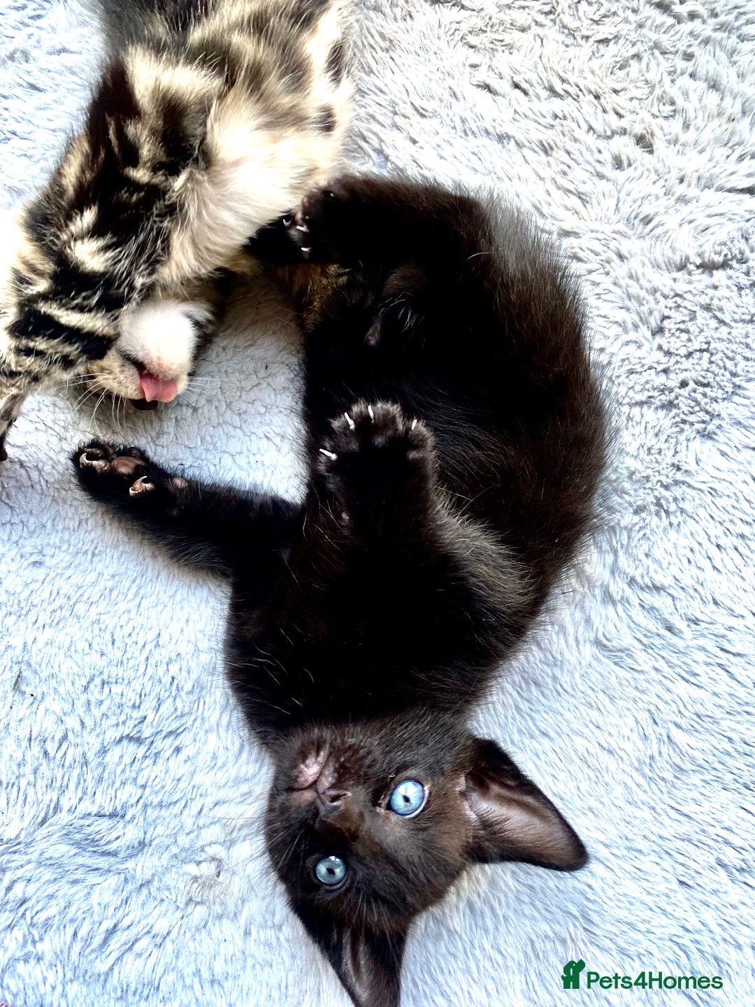 Mixed Breed cats for sale: 4 gorgeous kittens - Image 14