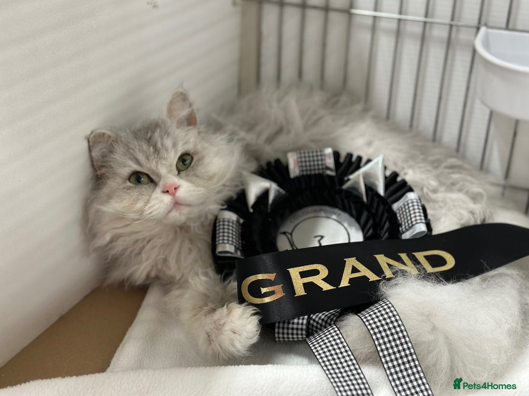 Selkirk Rex cats for sale: 3 year old retired Selkirk Rex Girl Available - Image 5