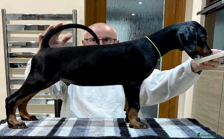 Dobermann dogs - Advert 2