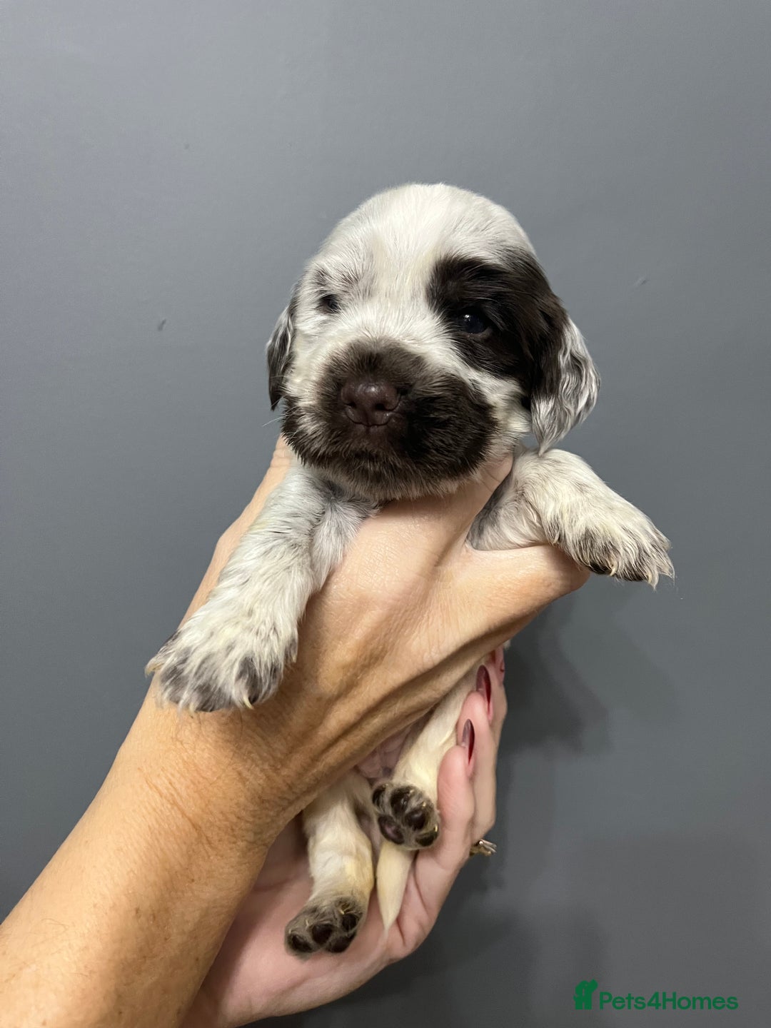 Cocker Spaniel dogs for sale: KC REG SHOW COCKER SPANIEL PUPS - Advert 14