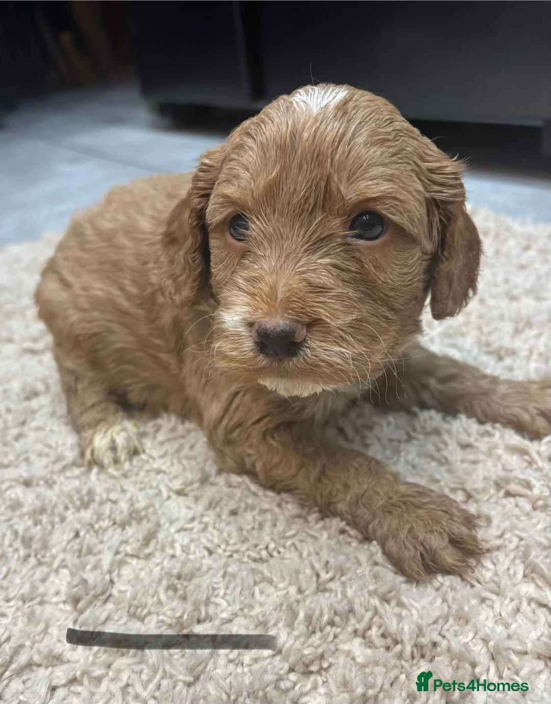 Cockapoo dogs for sale: Beautiful f1 red cockerpoos - Advert 11