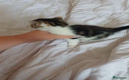 Mixed Breed cats for sale: Kitty  - Image 5