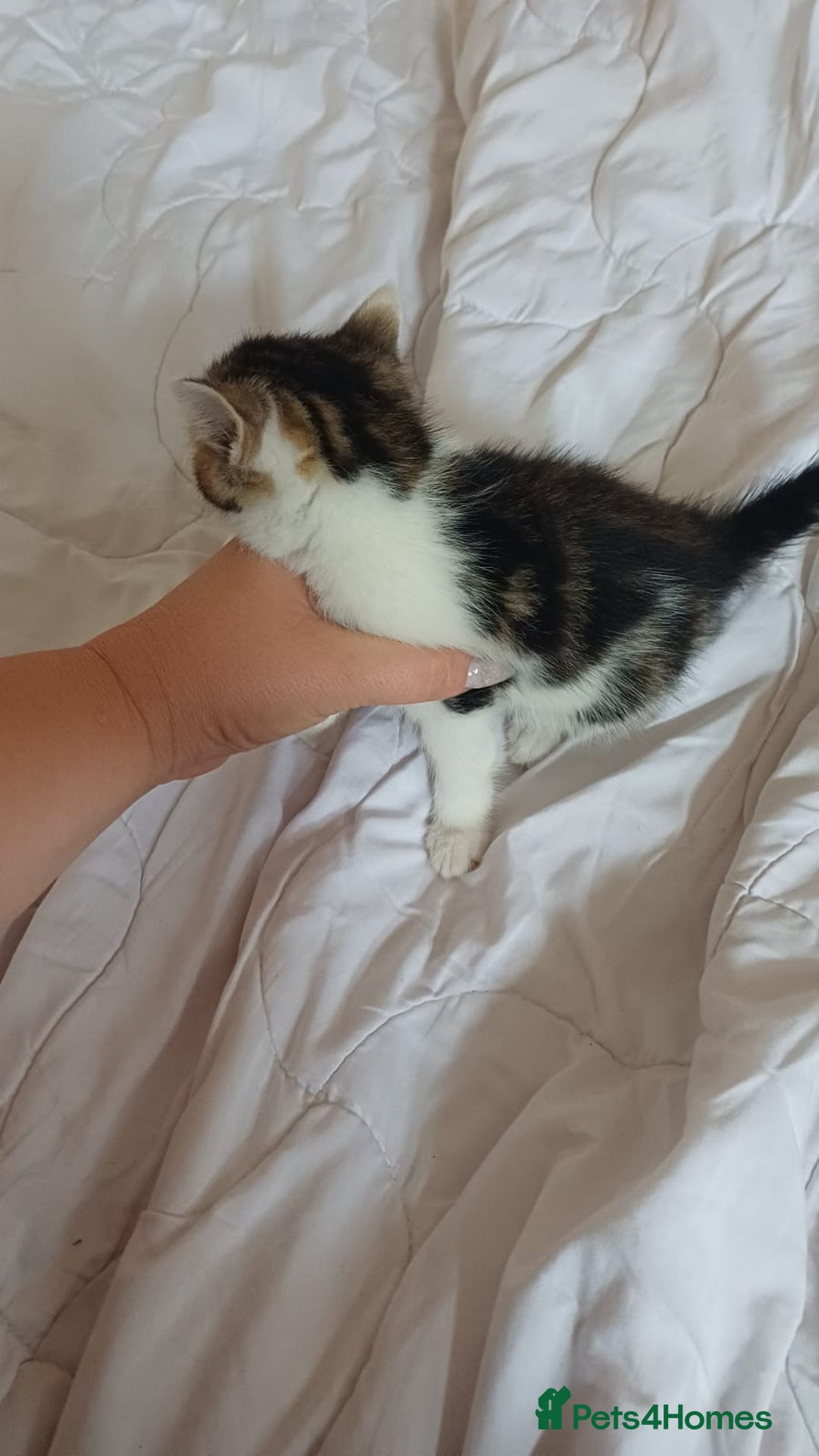 Mixed Breed cats for sale: Kitty  - Image 5
