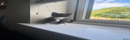 Russian Blue cats for sale: Russian blue x Maine coon kittens 8 weeks old in Skelmorlie - Advert 6