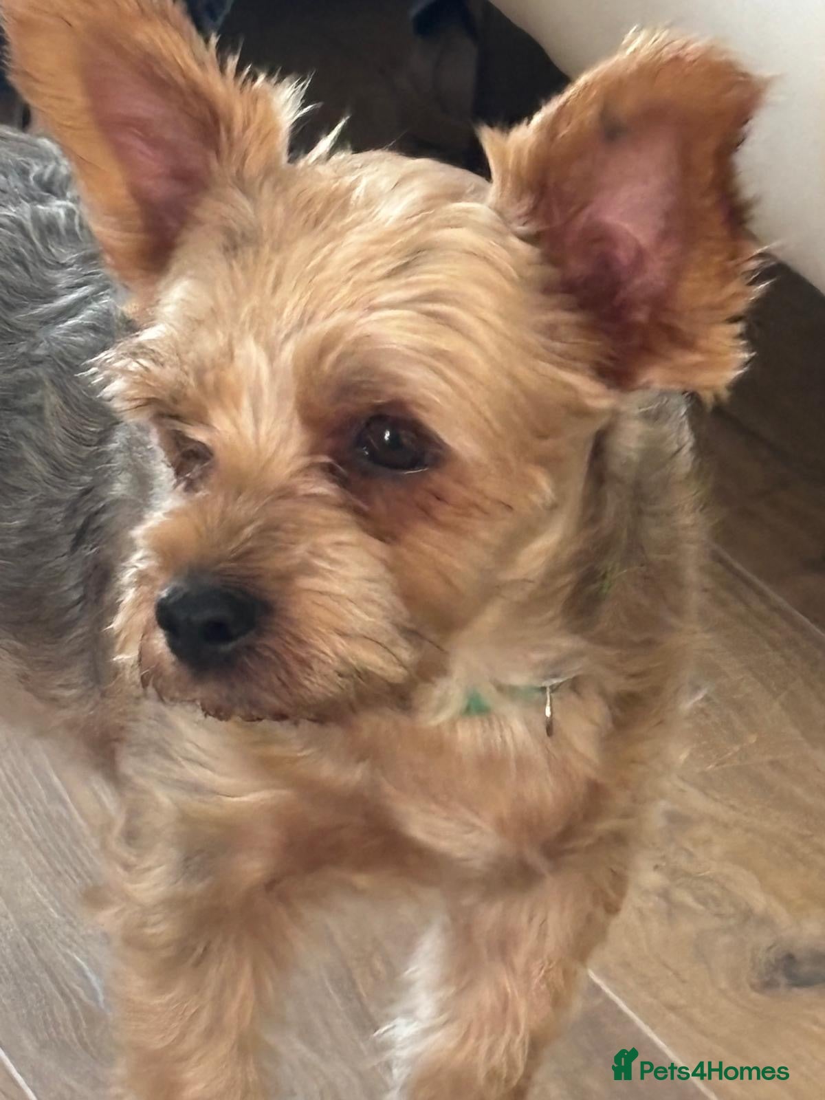 Mixed Breed dogs Scooby little boy with big personality  - Advert 1