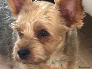 Mixed Breed dogs Scooby Yorkie X little boy with big personality - Advert 1