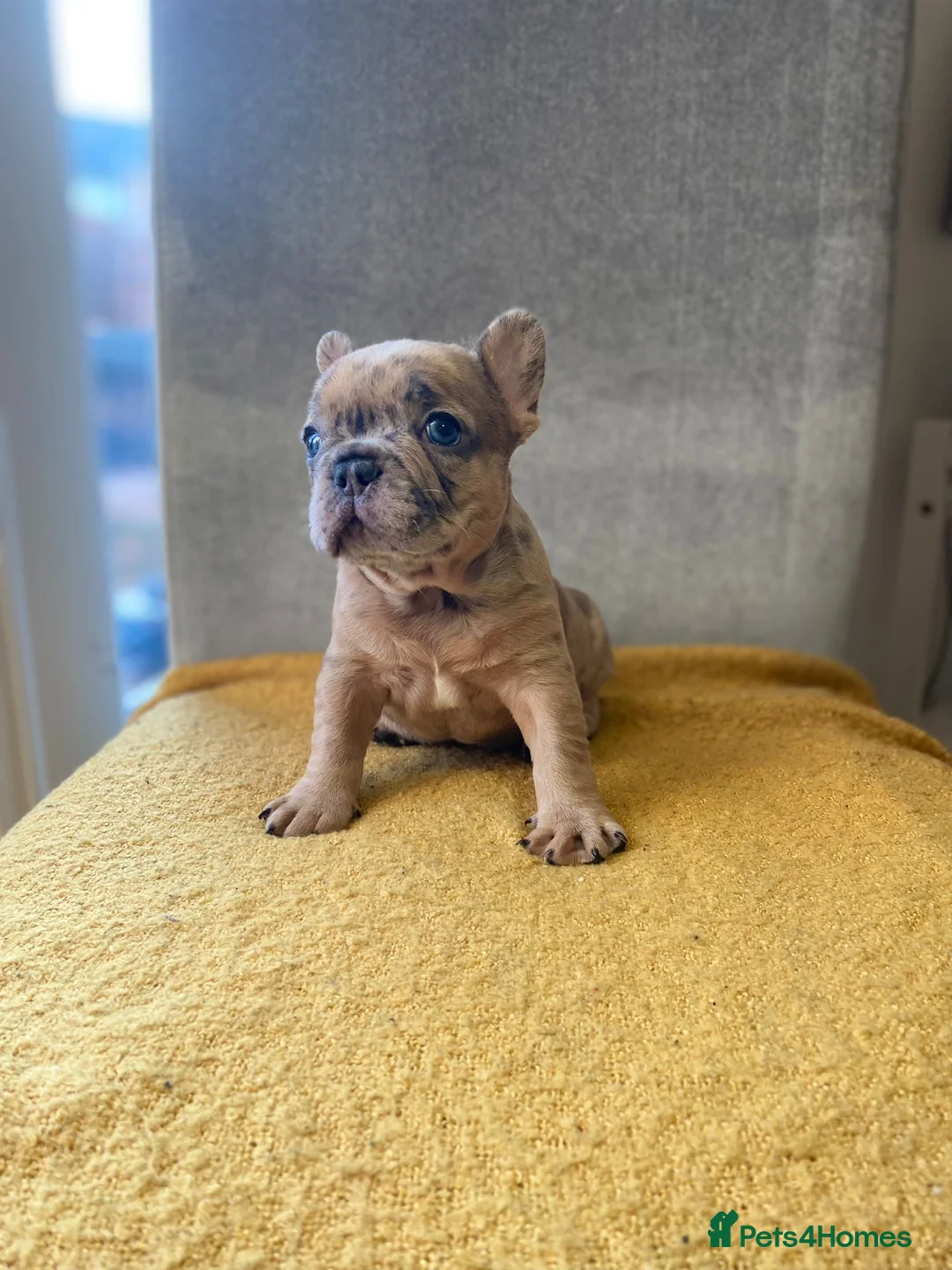 French Bulldog dogs for sale: Kc Registered Merle French Bulldog puppy in Birmingham - Advert 9