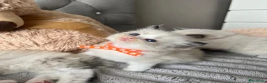 Ragdoll 6