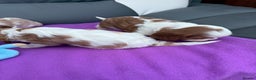 Cavalier King Charles Spaniel dogs for sale: Adorable Cavalier King Charles Spaniel  - Advert 11