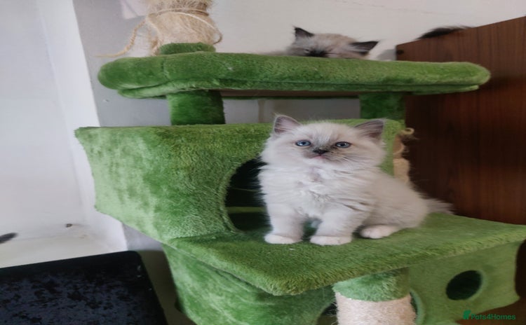 Ragdoll cats The most beautiful and adorable Ragdoll kittens  - Advert 6