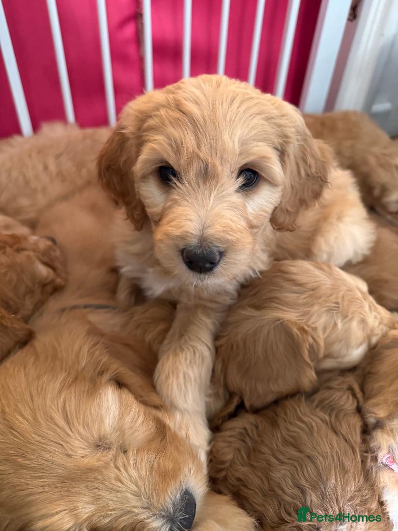 Mixed Breed dogs for sale: Adorable Australian fleece/wool Labradoodles - Advert 9