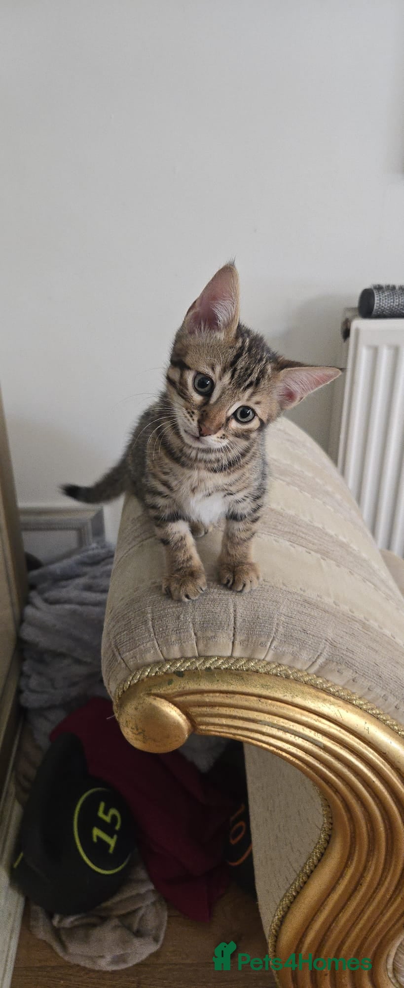 Mixed Breed cats Bengal mixed kittens - Advert 5