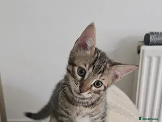Mixed Breed cats Bengal mixed kittens - Advert 5