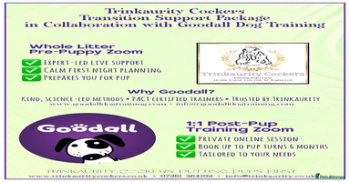 Cocker Spaniel dogs - Advert 10