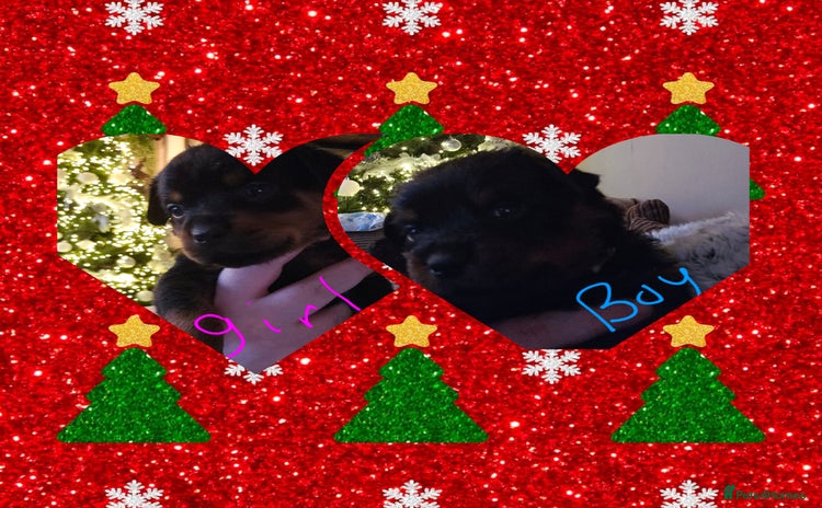 Rottweiler dogs Beautiful kc rottweiler puppies 3rd gen 2 left - Advert 3