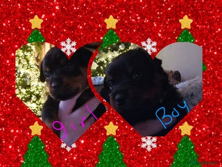 Rottweiler dogs Beautiful kc rottweiler puppies 3rd gen 2 left - Advert 16