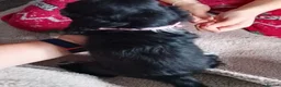 Cockapoo dogs for sale: Amazing cockapoos  - Advert 12