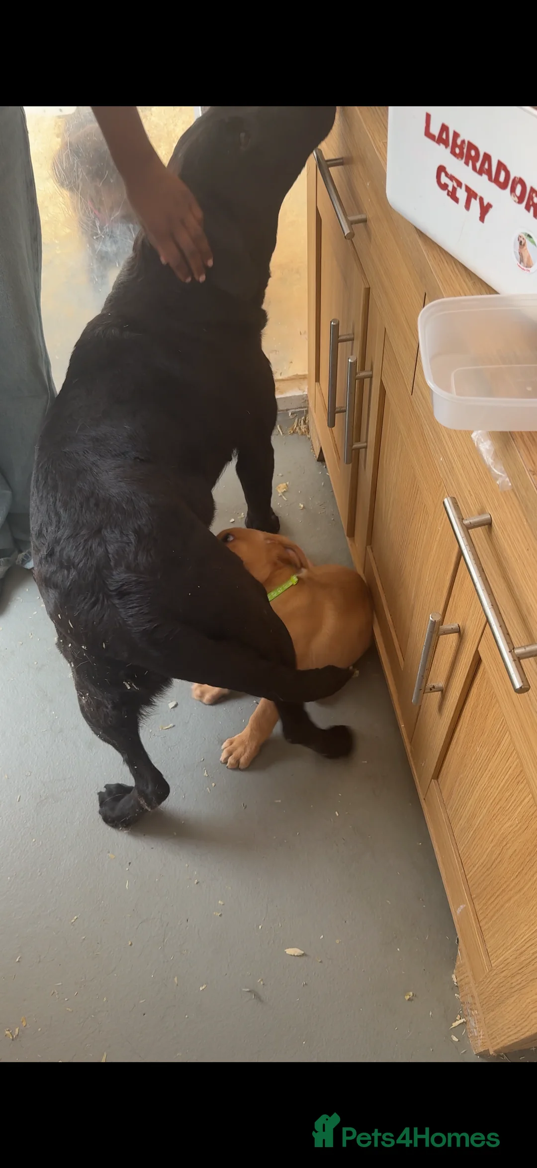 Labrador Retriever dogs for sale: 12 Week Fox Red Labrador  in Hatfield - Advert 2