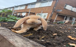 French Lop rabbits for sale: Litter of Giant French Lop Bunnies 🩵🩷 - Advert 10