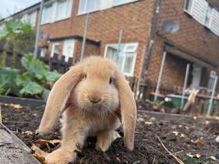 French Lop rabbits Litter of Giant French Lop Bunnies 🩵🩷 - Advert 1