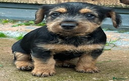 Mixed Breed dogs for sale: Lakeland x Russell puppies - Image 9